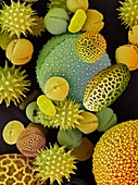 Pollen grains,SEM