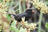 Cactus finch feeding