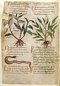 Old English Herbal page,11th century