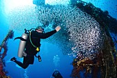 Diving at Aqaba - Red Sea