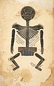 Skeleton anatomy,Persia,17th century