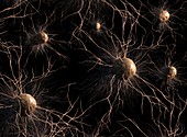 Astrocyte nerve cells,artwork