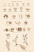 Linnean Classes of Flowers