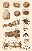 Echinoderms and crustacaens