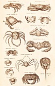 Crustacean Types