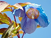 Meconopsis 'Lingholm' and Paeonia sp