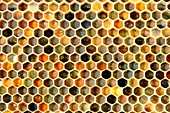 Honey bee comb