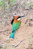 Chestnut headed bee-eater