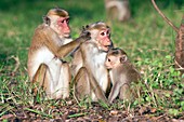Toque macaques