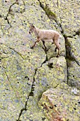 Alpine Ibex