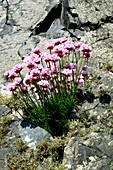 Sea Thrift (Armeria sp.)