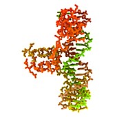 GAL4p activator protein