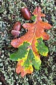 Oak acorns and autumn leaf