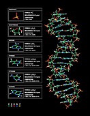DNA structure,artwork