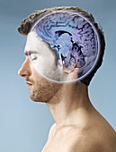 Brain scan,conceptual image