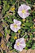 Sea Bindweed (Calystegia soldanella)