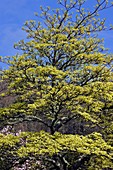 Variegated Dogwood (Cornus sp.)