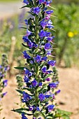 Echium vulgare