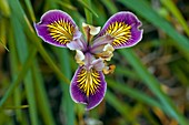 Iris Californian hybrids