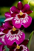 Pansy Orchid (Miltoniopsis sp.)