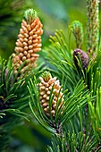 Pine (Pinus sp.)