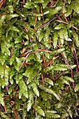 Moss (Plagiothecium undulatum)