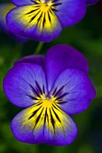 Pansy ( Viola sp.)