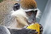 Vervet monkey eating an orange