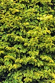 Ligustrum ovalifolium 'Aureum'