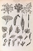 Botany illustrations,1823