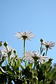 African Daisy (Osteospermum ecklonis)