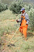 Weeding an olive grove,South Africa