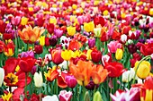 Tulips,Netherlands