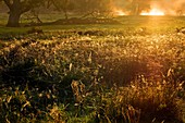 Spider gossamer threads at sunrise