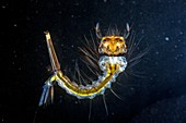 Culex mosquito larva