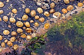 Coastal rock pool