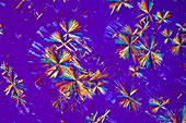 Phorazin crystals,polarised LM
