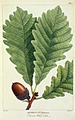 Chestnut White Oak