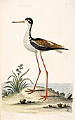 The long legged Plover