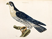 The Blue Back'd Falcon