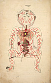 The human anatomy