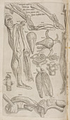Leg and parts of the body