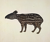 Malay Tapir