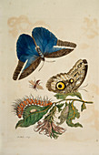 Butterflies and caterpillar