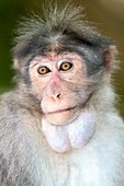 Bonnet macaque with full cheek pouches