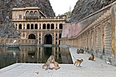 Rhesus monkeys at an Indian temple