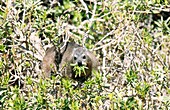 Rock hyrax eating leaves
