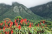 Krantz aloe (Aloe arborescens)