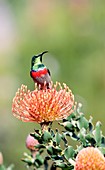 Sunbird on pincushion flower