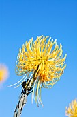 Protea (Leucospermum reflexum) flower